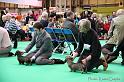 Crufts2011_2 1254